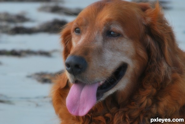 Red Retriever