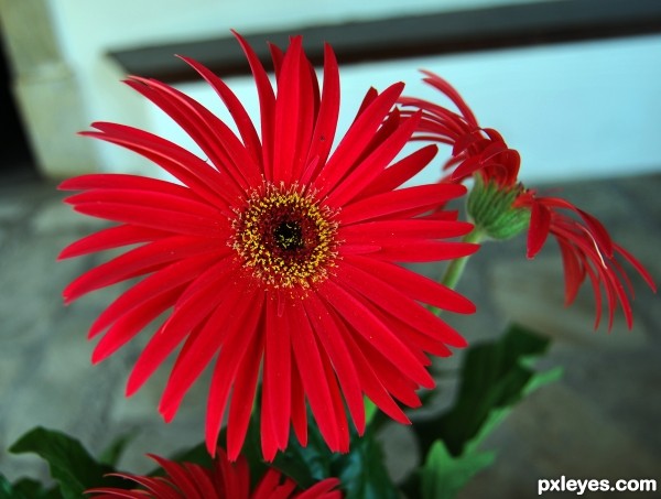 red flower