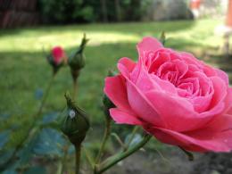 Pink Rose Picture