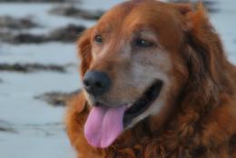 Red Retriever