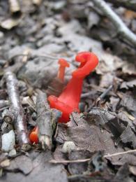 Red shroom