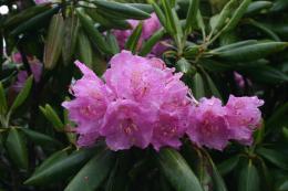 Rhododendron Covered with Dew