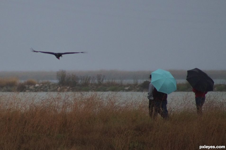 Serious birders