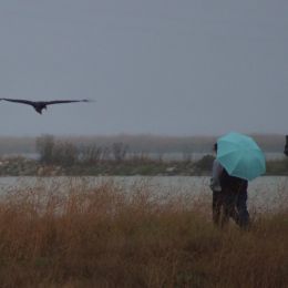 Seriousbirders