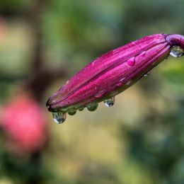 StandingintheRain