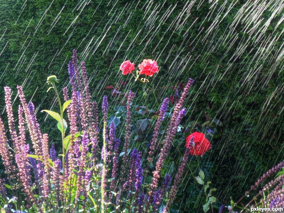 Flowers in the Rain