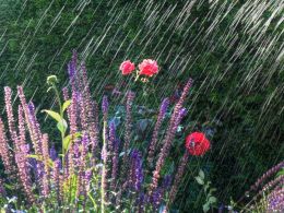 Flowers in the Rain