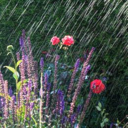 Flowers in the Rain Picture