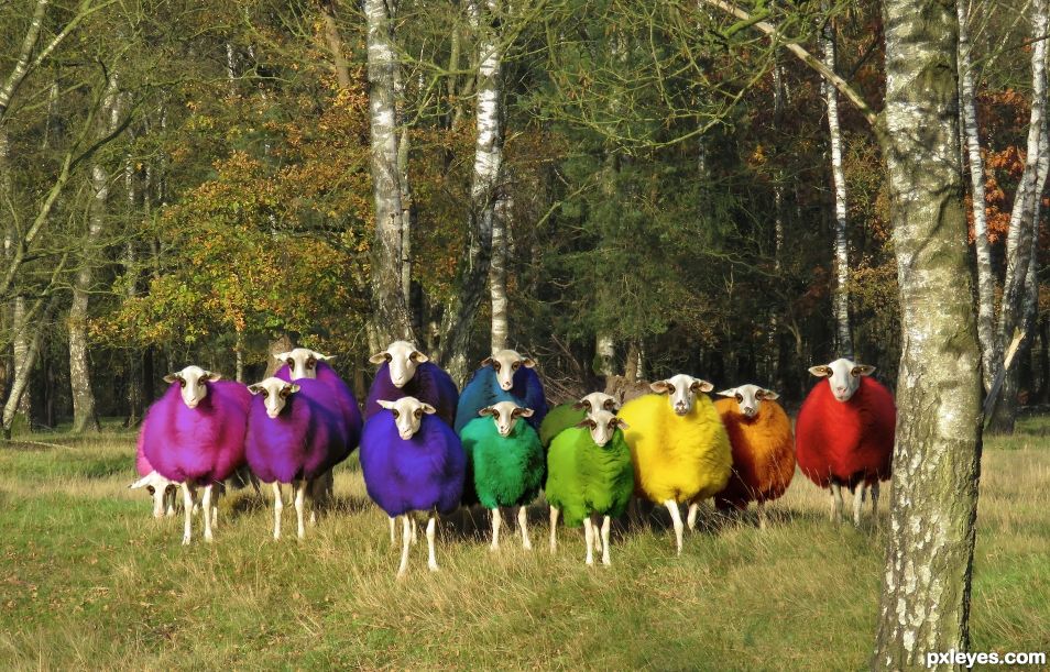 Choose your wool dye