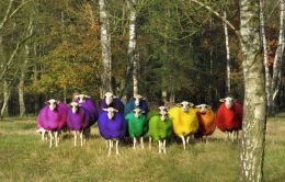 Choose your wool dye