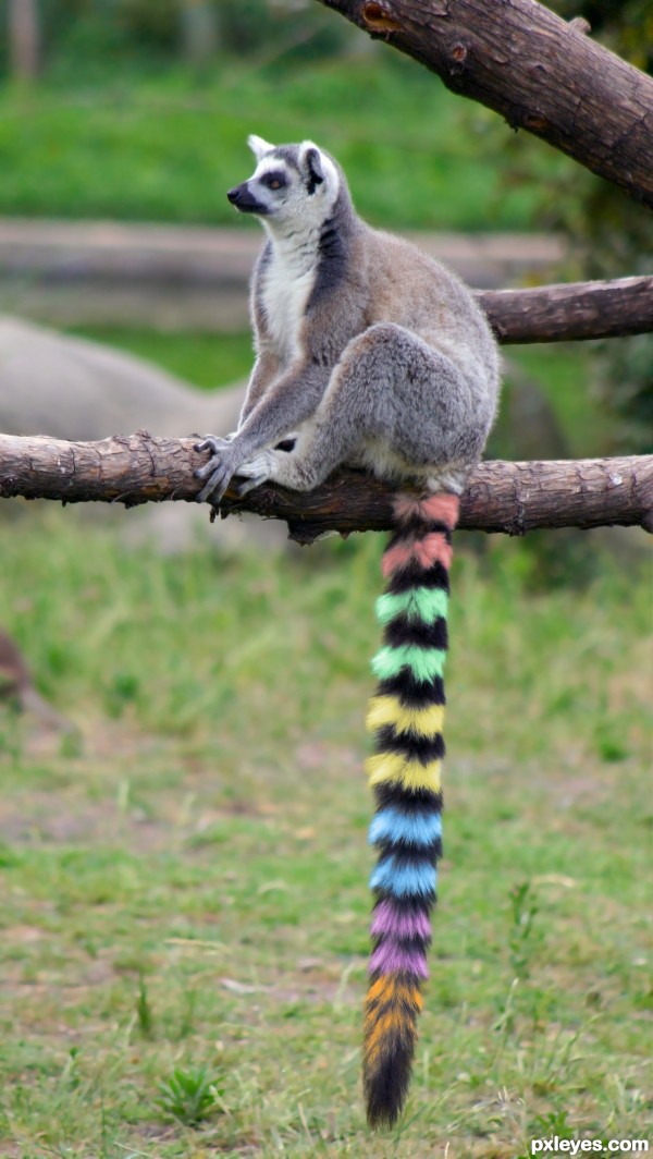 Rainbow tail lemur