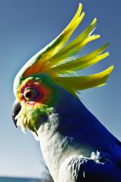 The Rainbow Cockatoo Picture