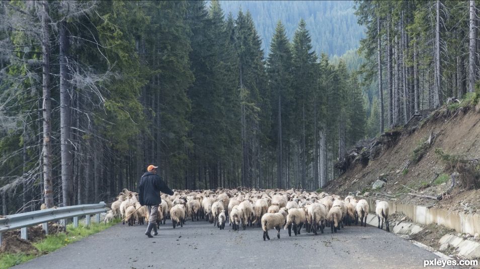 Sheep in Transylvania