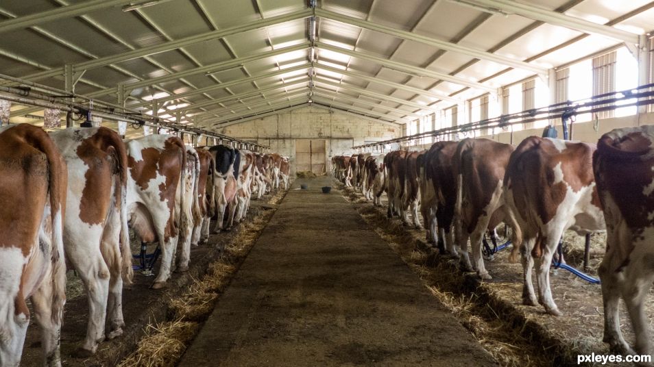 Cowshed in Saint Nectaire