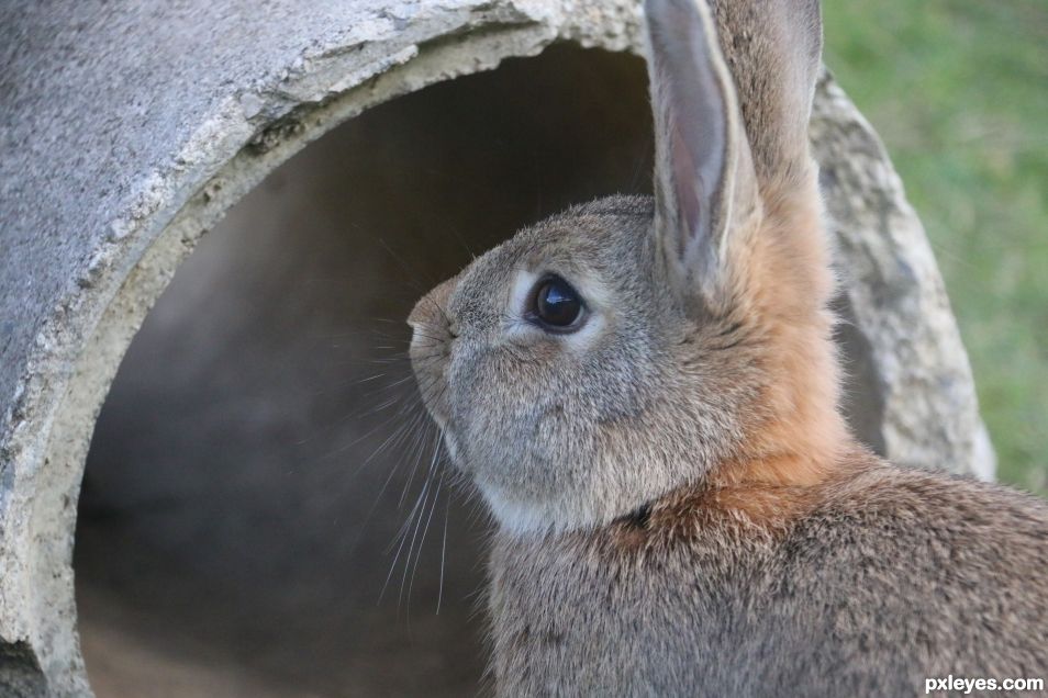 A little bunny