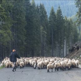 SheepinTransylvania