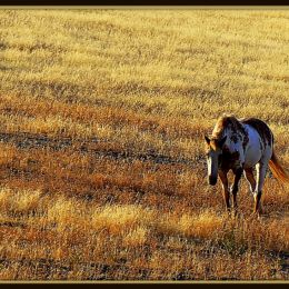 PrairieDrifter