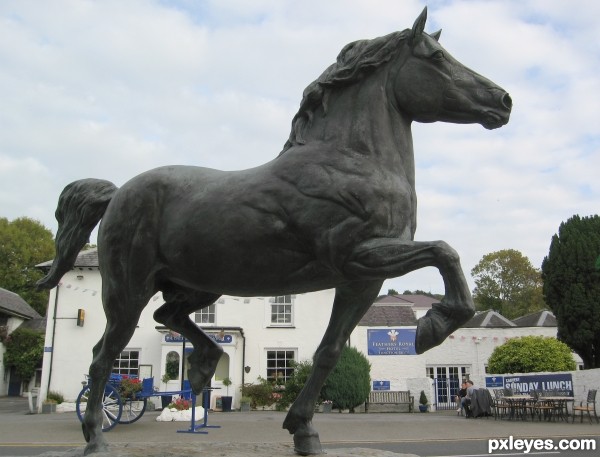 Welsh Cob