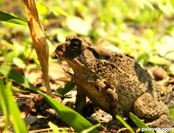 Back Yard Toad