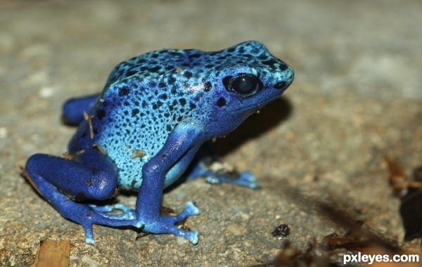 Blue Poison Dart Frog