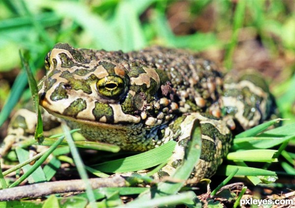 Green frog