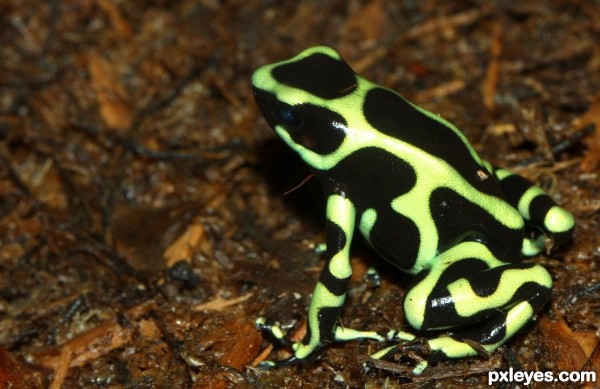 Poisonous Dart Frog