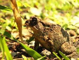 BackYardToad