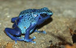 Blue Poison Dart Frog