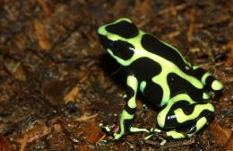 Poisonous Dart Frog