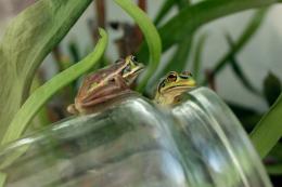 frogs