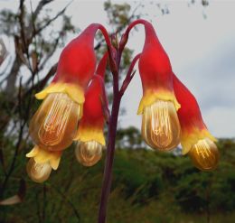 Lilly Lights