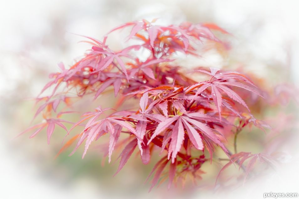 Japanese maple