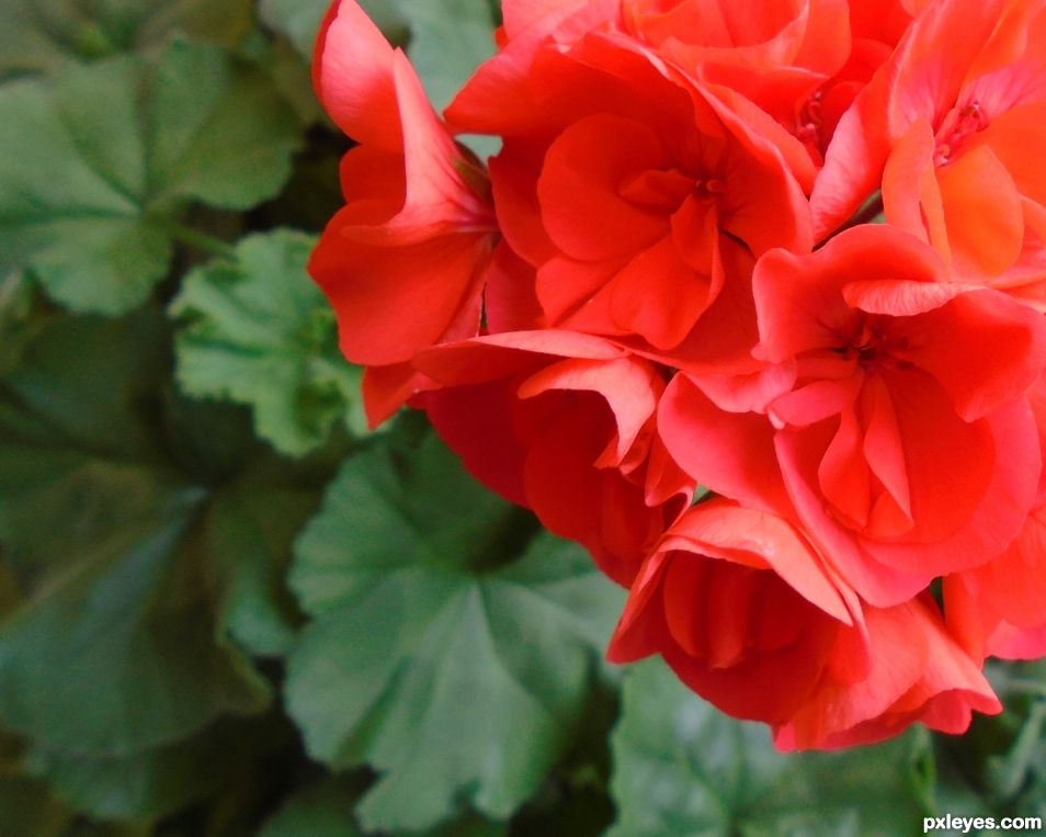 Pretty Red Petals