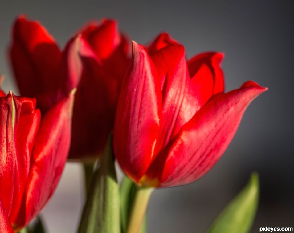 Red Tulips