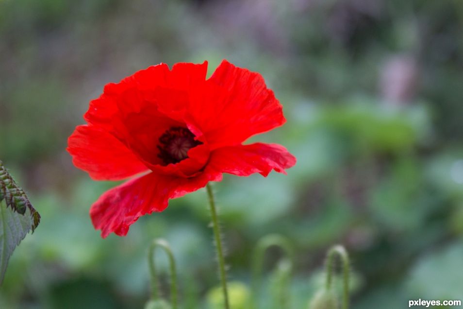 Poppy