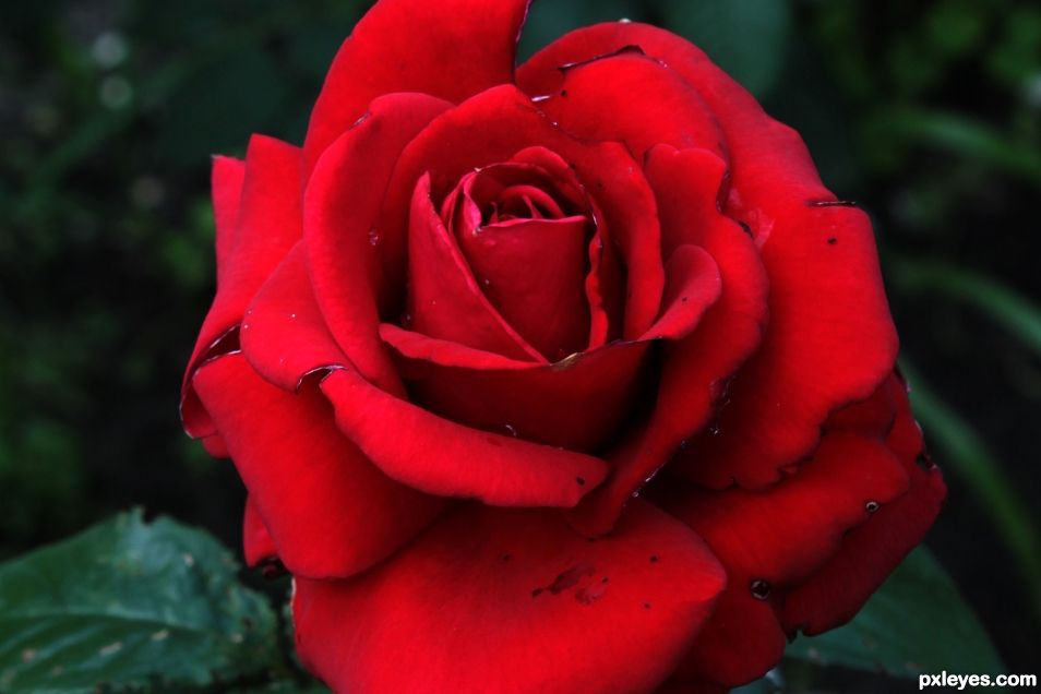 A red red rose...