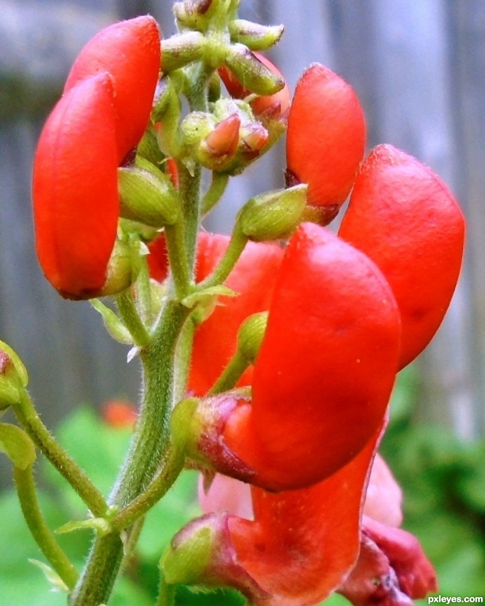 Edible Climber