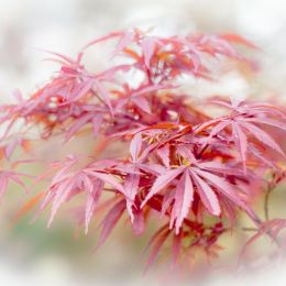 Japanesemaple