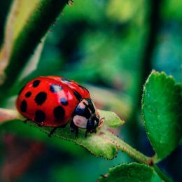 Ladybug Ladybird