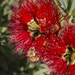 BottleBrush