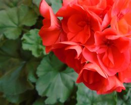 Pretty Red Petals