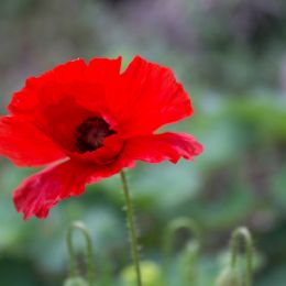 Poppy Picture