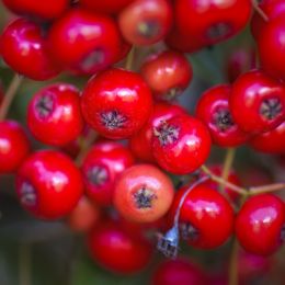 redberries