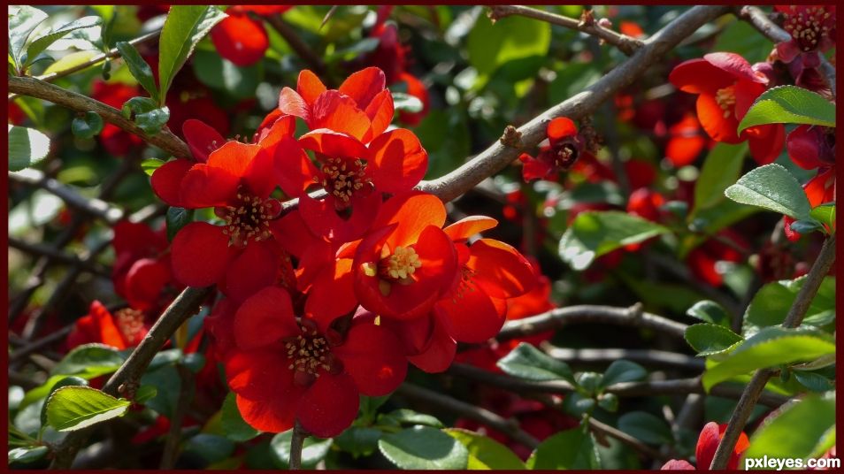 Quince tree of Japan