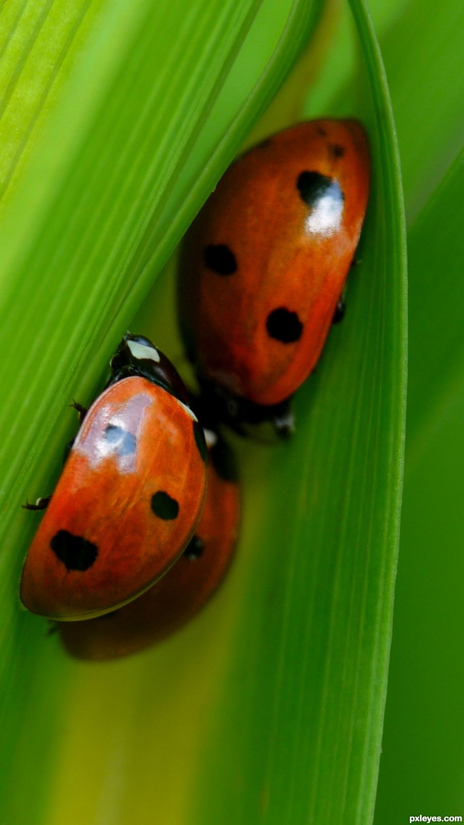 Ladybugs