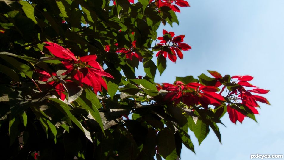 Poinsettia, Madagascar