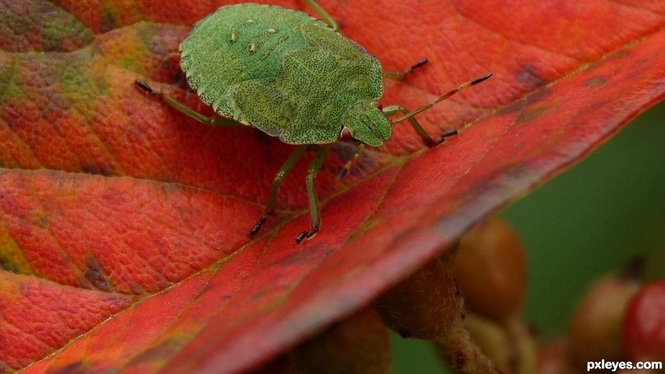 Green stink bug on a cotoneaster leaf