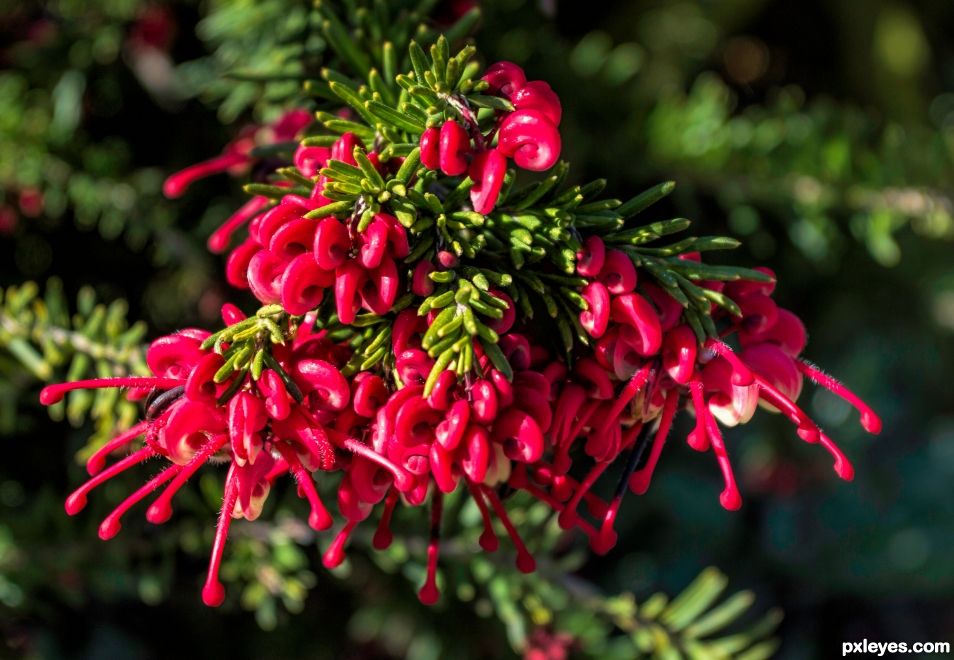 tiny flowers on a bush