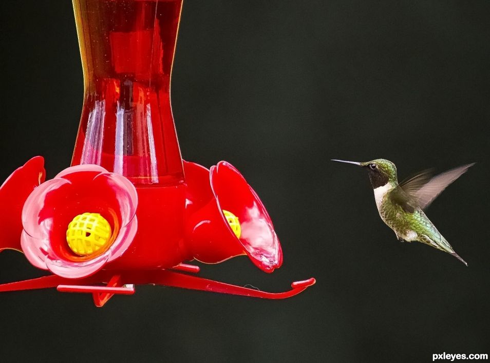 Feeding Time