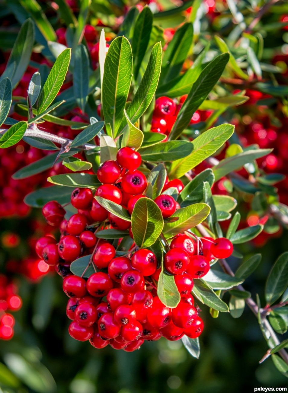 Red berries